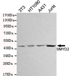 SMYD2 Monoclonal Antibody